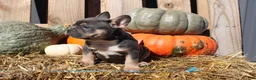 Mixed Breed dogs for sale: Tank  - Ad 2