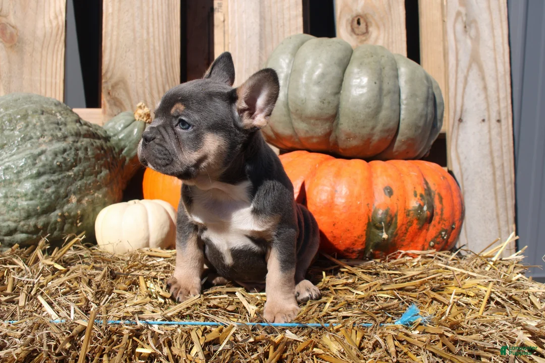Mixed Breed dogs for sale: Tank  - Ad 2