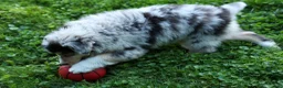 Miniature Australian Shepherd dogs for sale: LANDON [ new pictures] - Ad 7