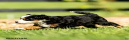 Mini Bernedoodle dogs for sale: Georgia - Ad 3