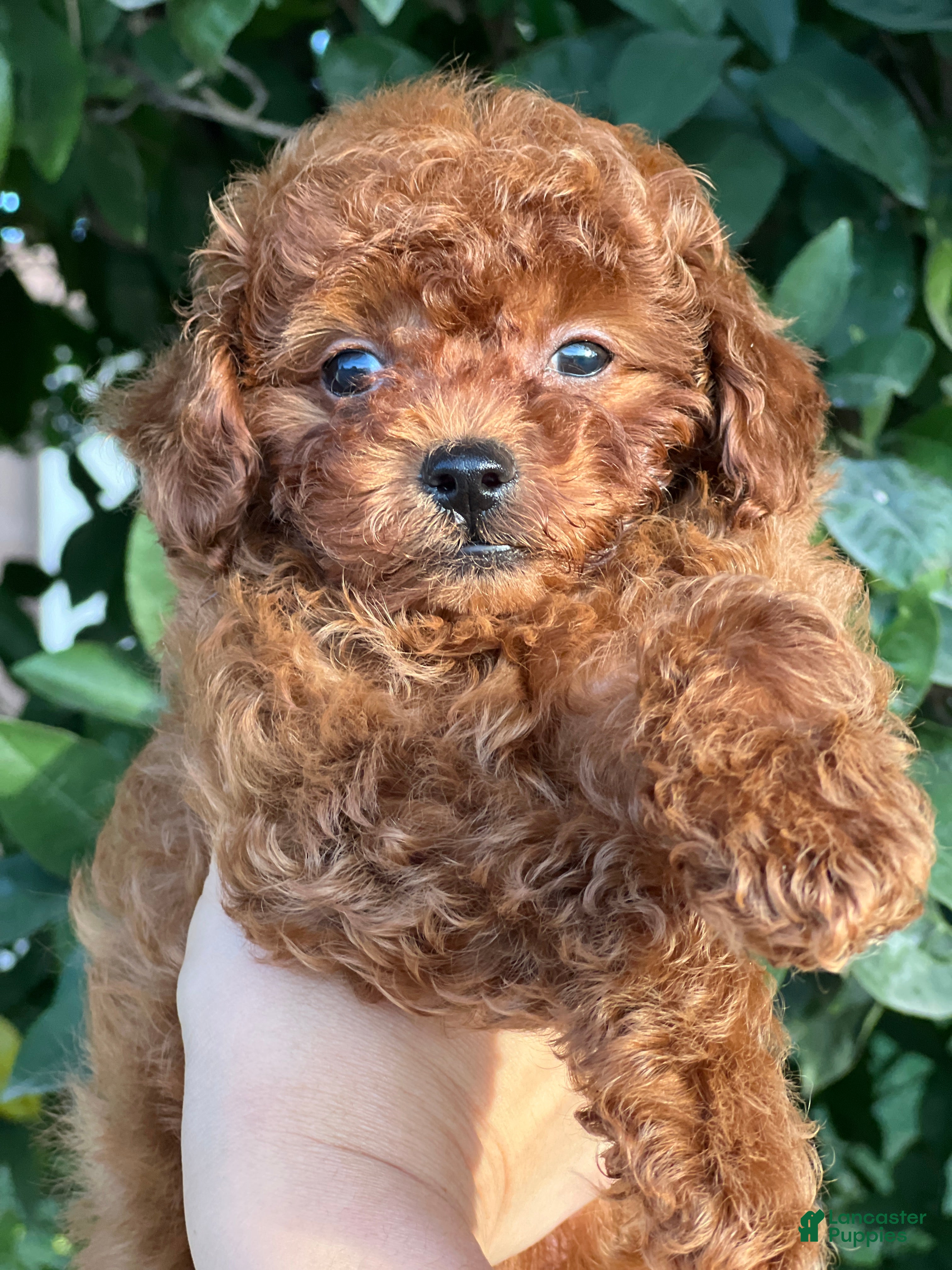 Toy Poodle dogs Toy Poodle Puppy 1 - Ad 4
