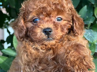 Toy Poodle dogs Toy Poodle Puppy 1 - Ad 7
