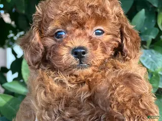 Toy Poodle dogs Toy Poodle Puppy 1 - Ad 6
