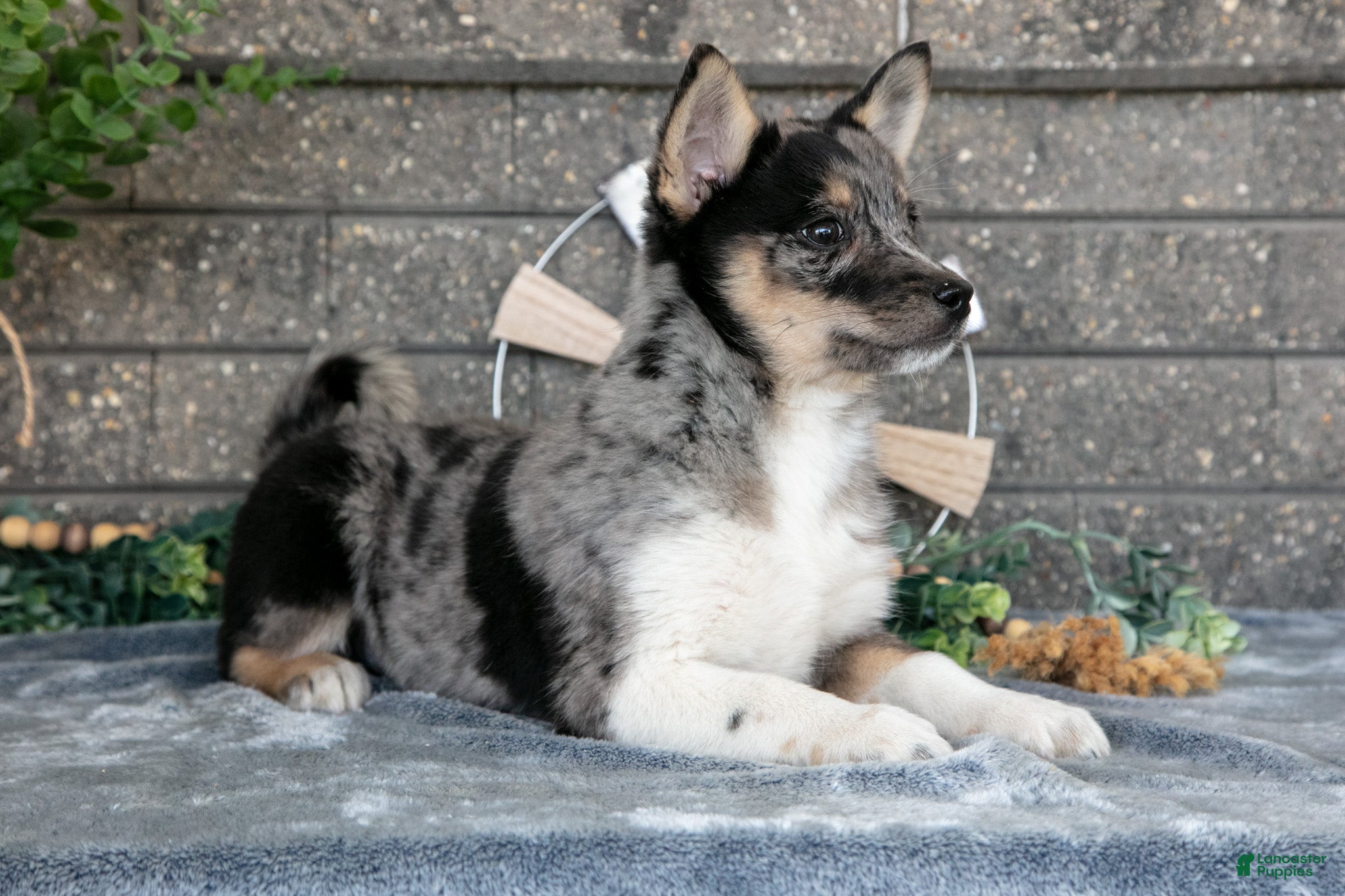 Pomsky dogs Ozzy - Ad 2