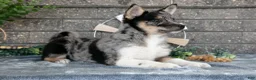 Pomsky dogs for sale: Ozzy - Ad 2