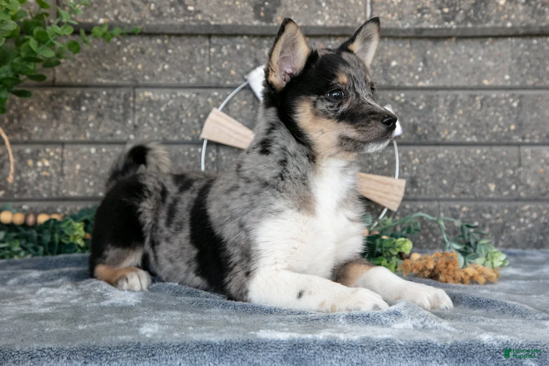 Pomsky dogs for sale: Ozzy - Ad 2