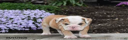 English Bulldog dogs for sale: Dash - Ad 5