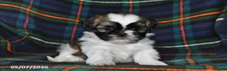 Shih Tzu dogs for sale: Fern - Ad 3