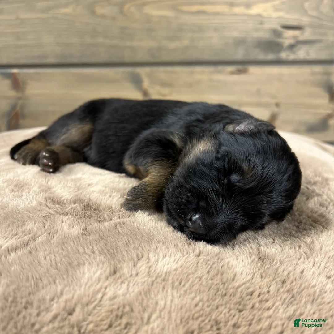 German Shepherd dogs for sale: Captain - Ad 8