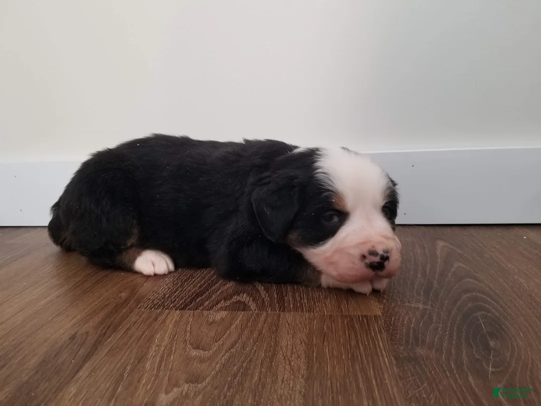 Bernese Mountain Dog dogs for sale: Bernese Mountain Dog Puppy 4 - Ad 3