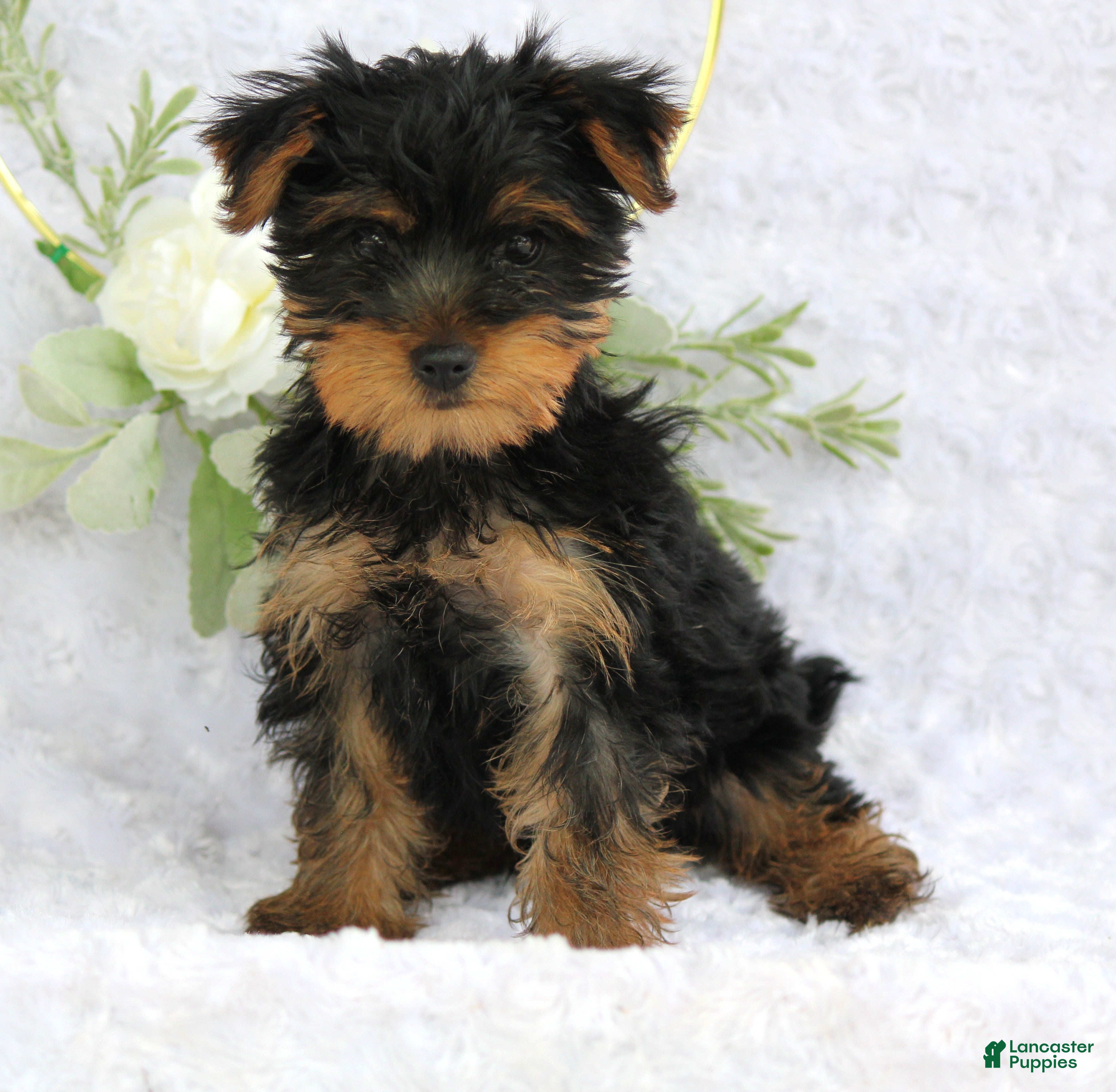 Yorkshire Terrier dogs Benny - Ad 1