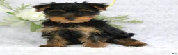 Yorkshire Terrier dogs for sale: Benny - Ad 1