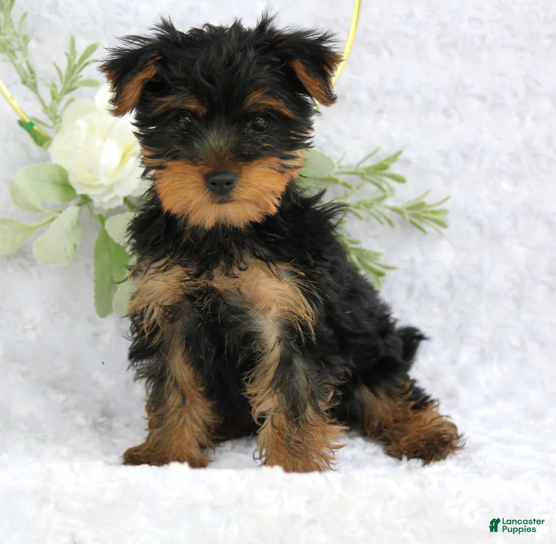 Yorkshire Terrier dogs for sale: Benny - Ad 1