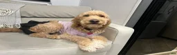 Goldendoodle dogs for sale: Willow /Black - Ad 12