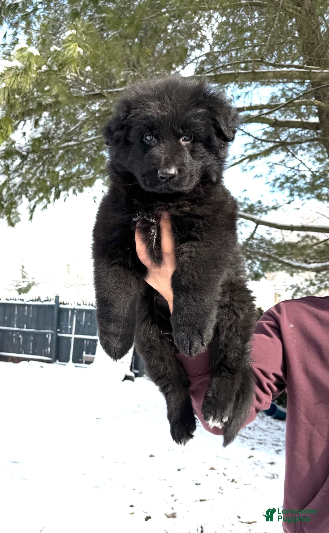 German Shepherd dogs for sale: Draco - Ad 14