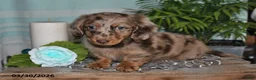 Miniature Dachshund dogs for sale: Colten - Ad 4