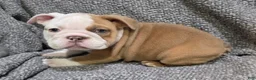 English Bulldog dogs for sale: Bobbi - Ad 7