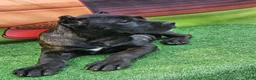 Cane Corso dogs for sale: ELLA - Ad 20
