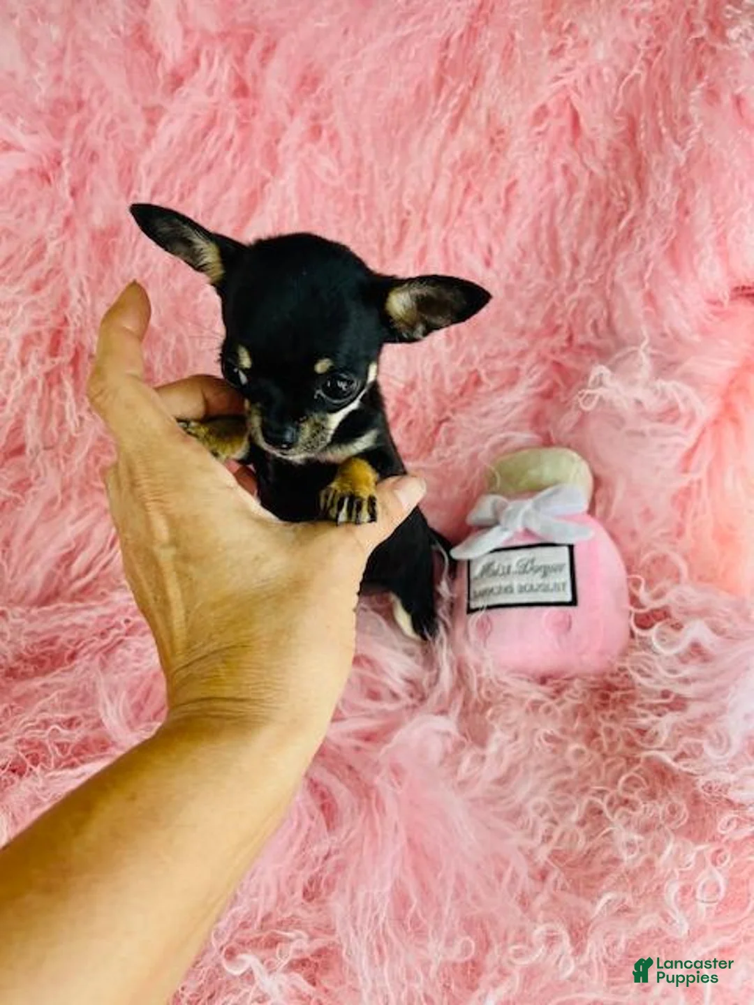 Chihuahua dogs for sale: Chihuahua 2 - Ad 4
