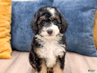 Mini Sheepadoodle dogs - Ad 12