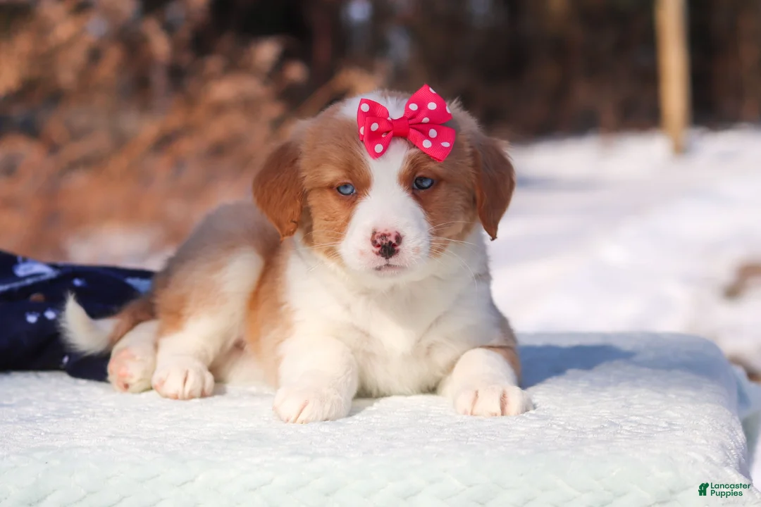 Mini Bernedoodle dogs for sale: Charlotte - Ad 7