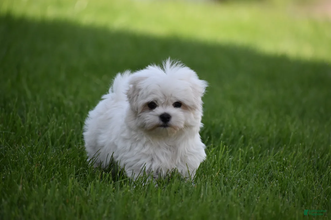 Maltese dogs for sale: Teddy - Ad 2
