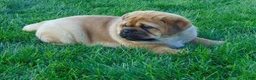 Mixed Breed dogs for sale: Sammy  - Ad 9