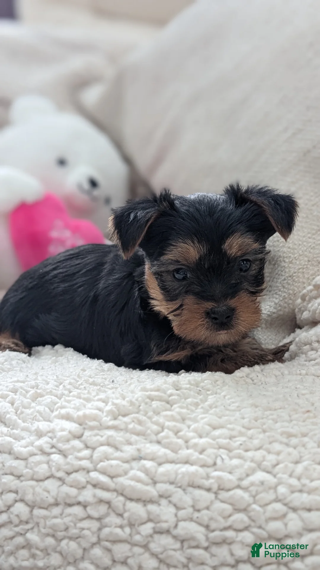 Yorkshire Terrier dogs for sale: Apollo - Ad 5