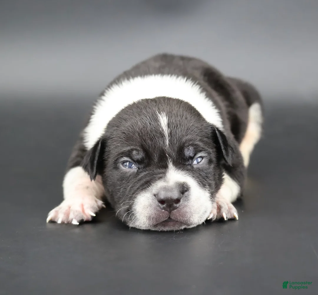 American Bully dogs for sale: Clover - Ad 1