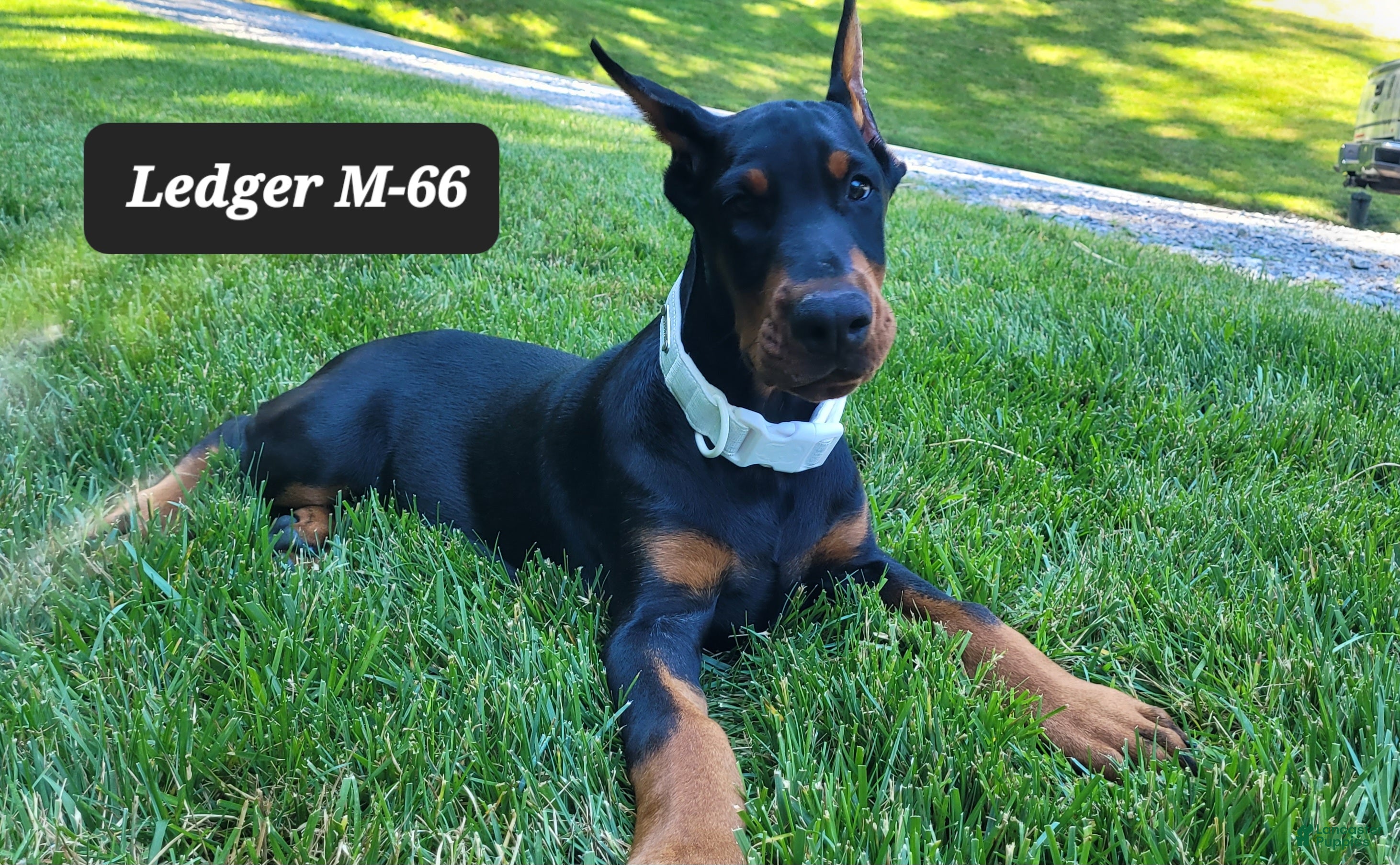 Doberman Pinscher dogs LEDGER  - Ad 31
