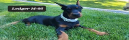 Doberman Pinscher dogs for sale: LEDGER  - Ad 1