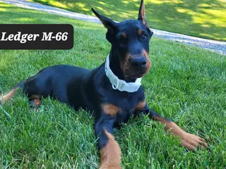 Doberman Pinscher dogs LEDGER - Ad 31