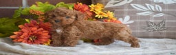 Miniature Poodle dogs for sale: Sheila - Ad 8