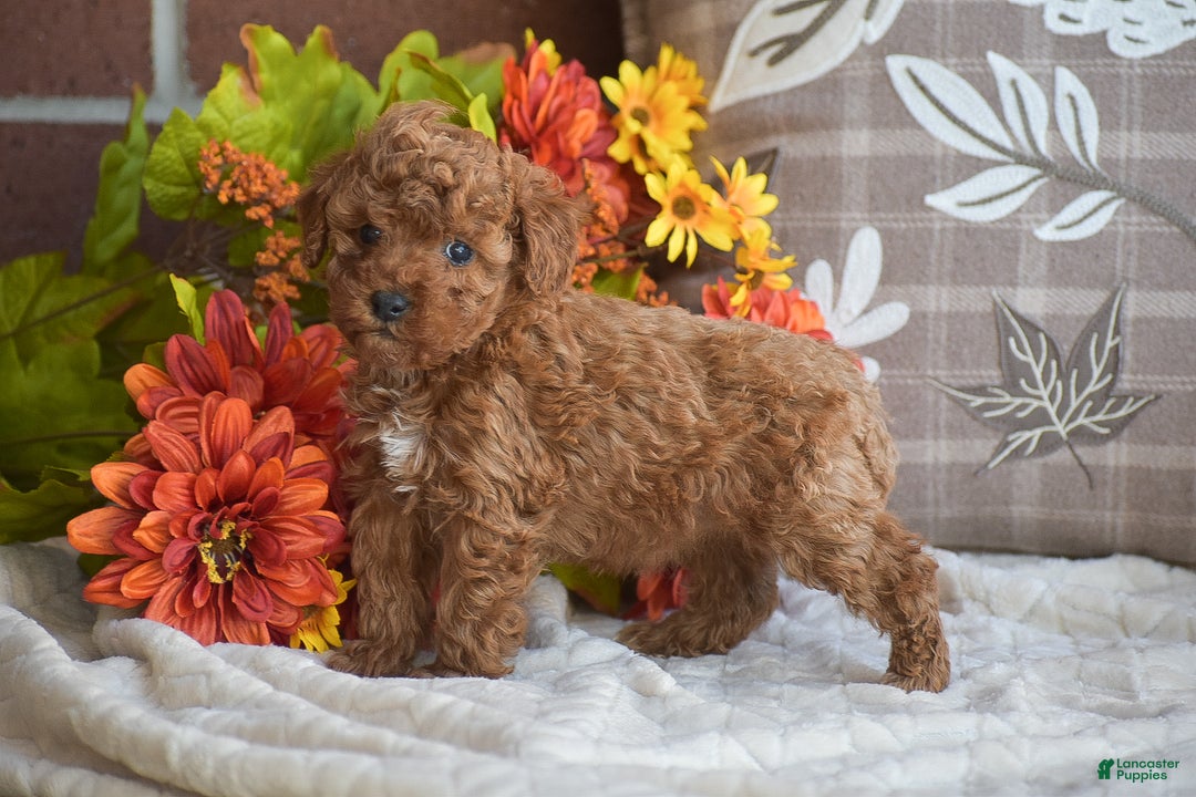 Miniature Poodle dogs for sale: Sheila - Ad 8