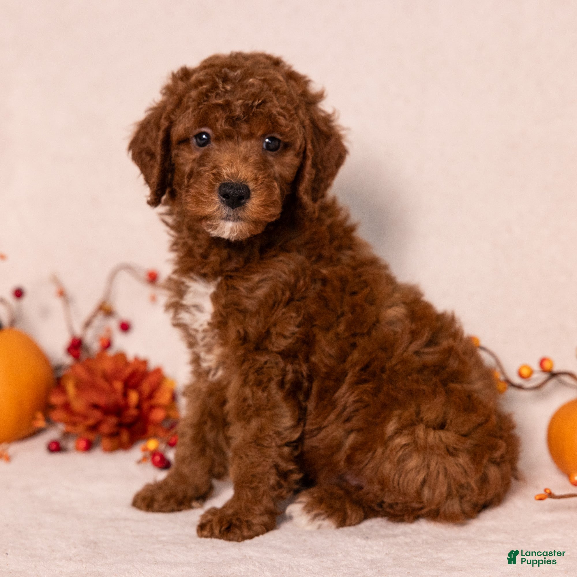 Miniature Poodle dogs for sale: Ned - Ad 1