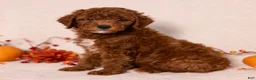 Miniature Poodle dogs for sale: Ned - Ad 1