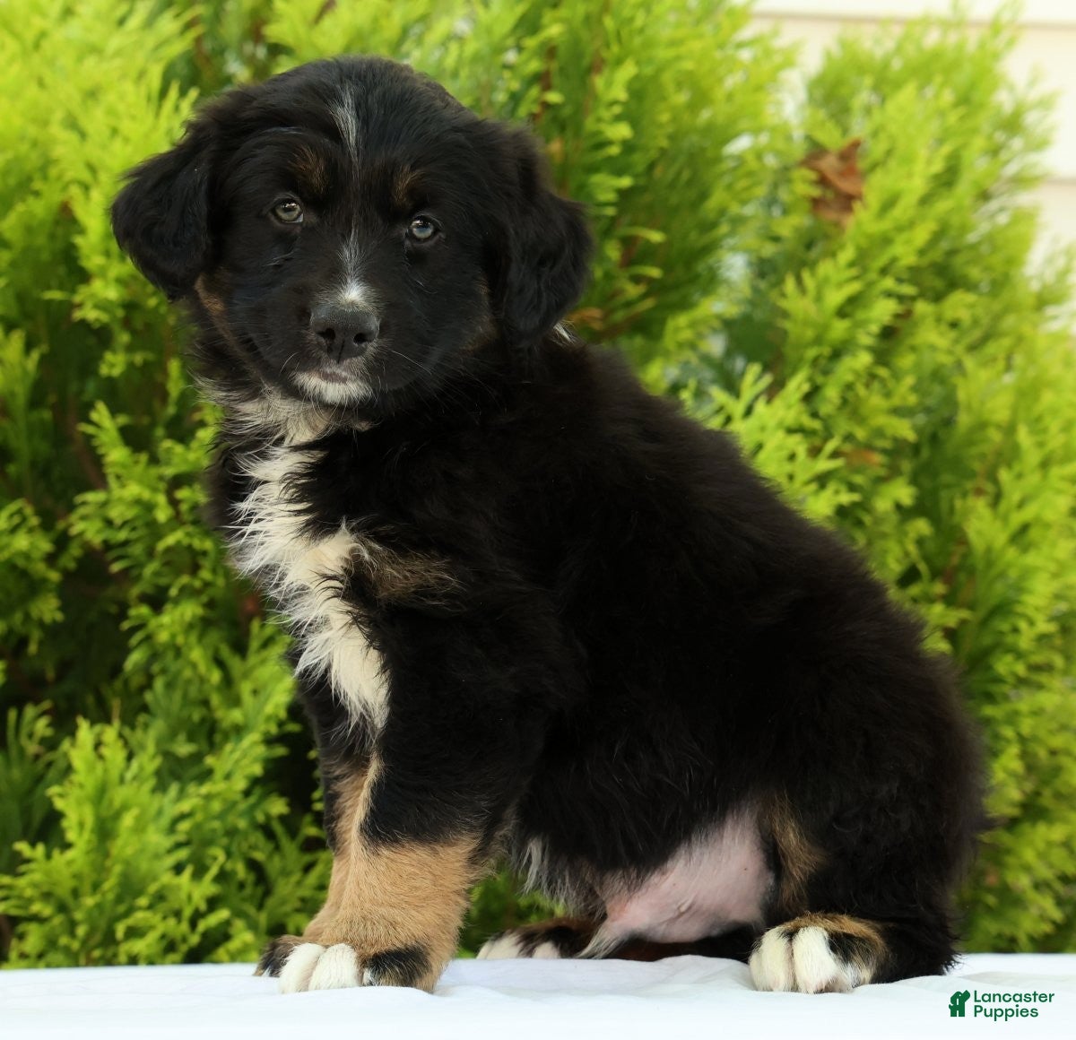 Australian Shepherd dogs Skyler - Ad 2