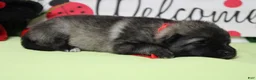 Keeshond dogs for sale: Abbott  - Ad 5