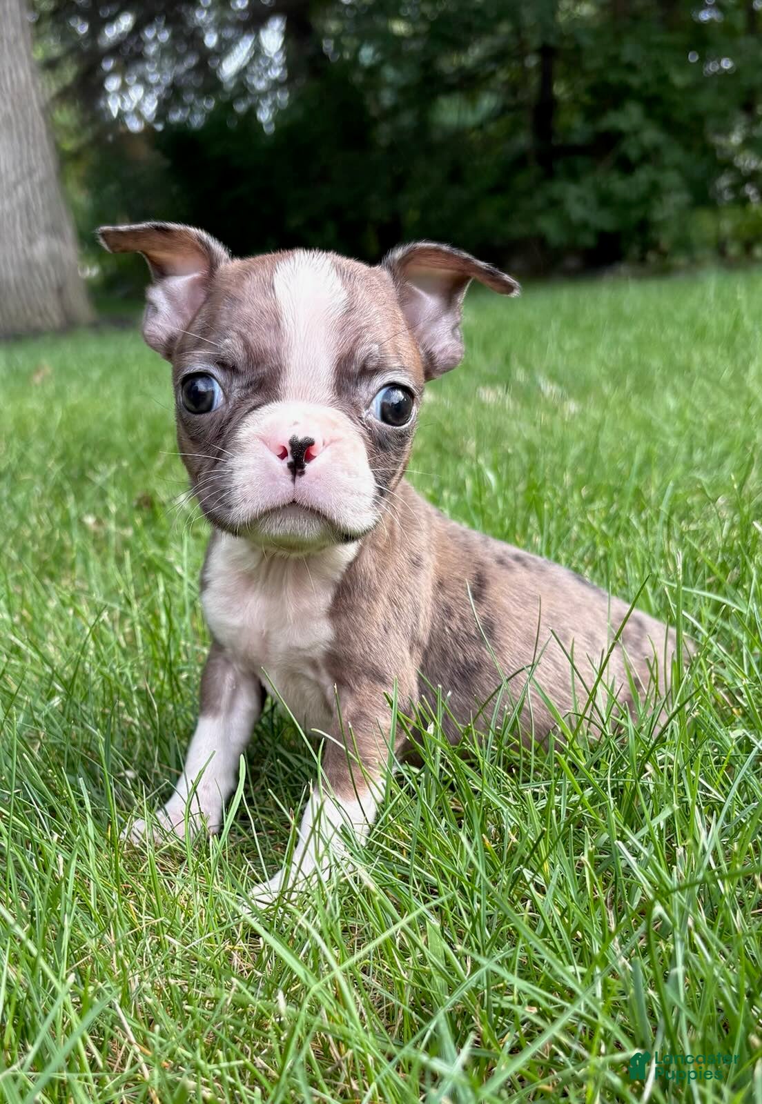Boston Terrier dogs Boston Terrier  - Ad 1
