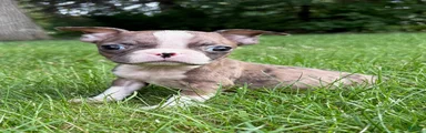 Boston Terrier 