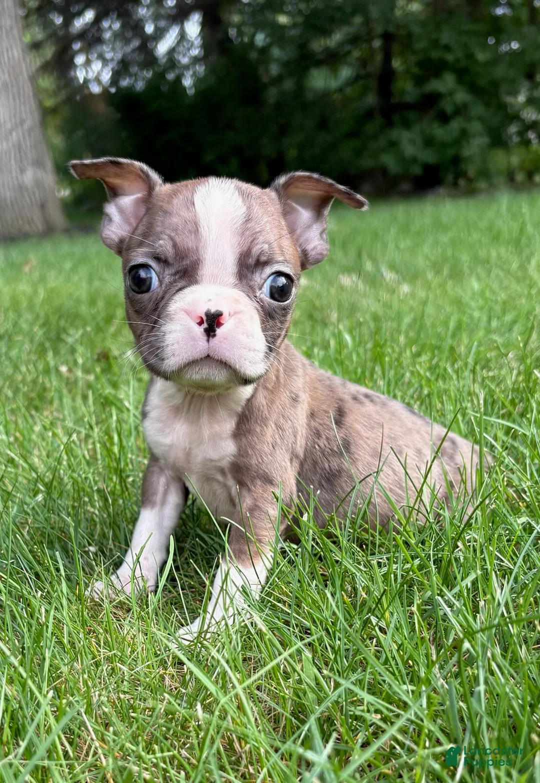 Boston Terrier dogs for sale: Boston Terrier  - Ad 1