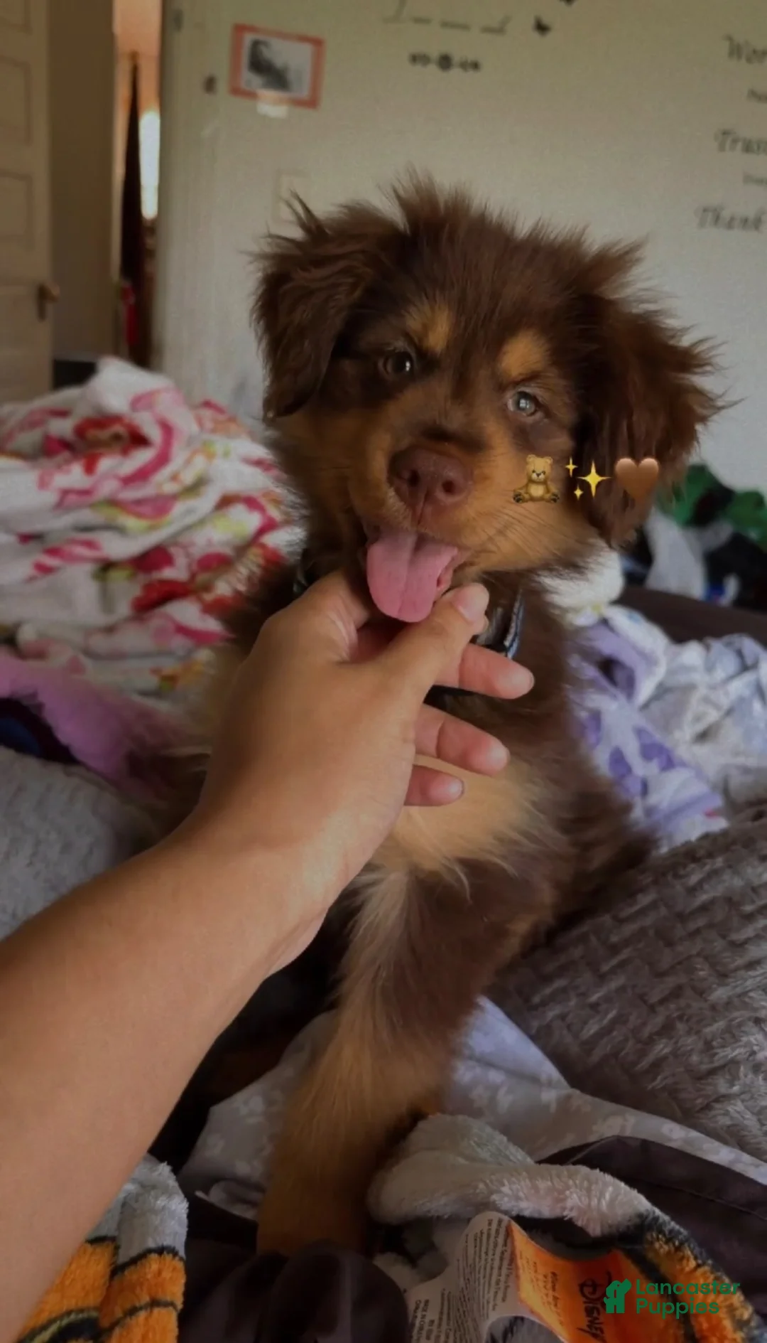 Mixed Breed dogs for sale: Bear - Ad 2