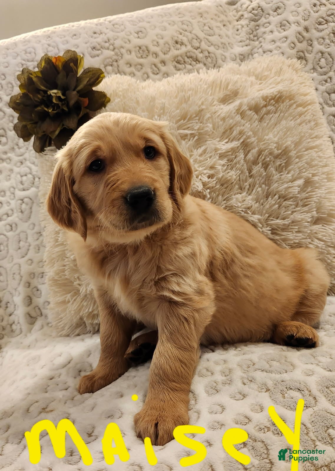 Golden Retriever dogs Golden Retriever Puppy Maisey  - Ad 10