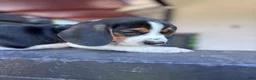 Beagle dogs for sale: Blossom ❤️ - Ad 4