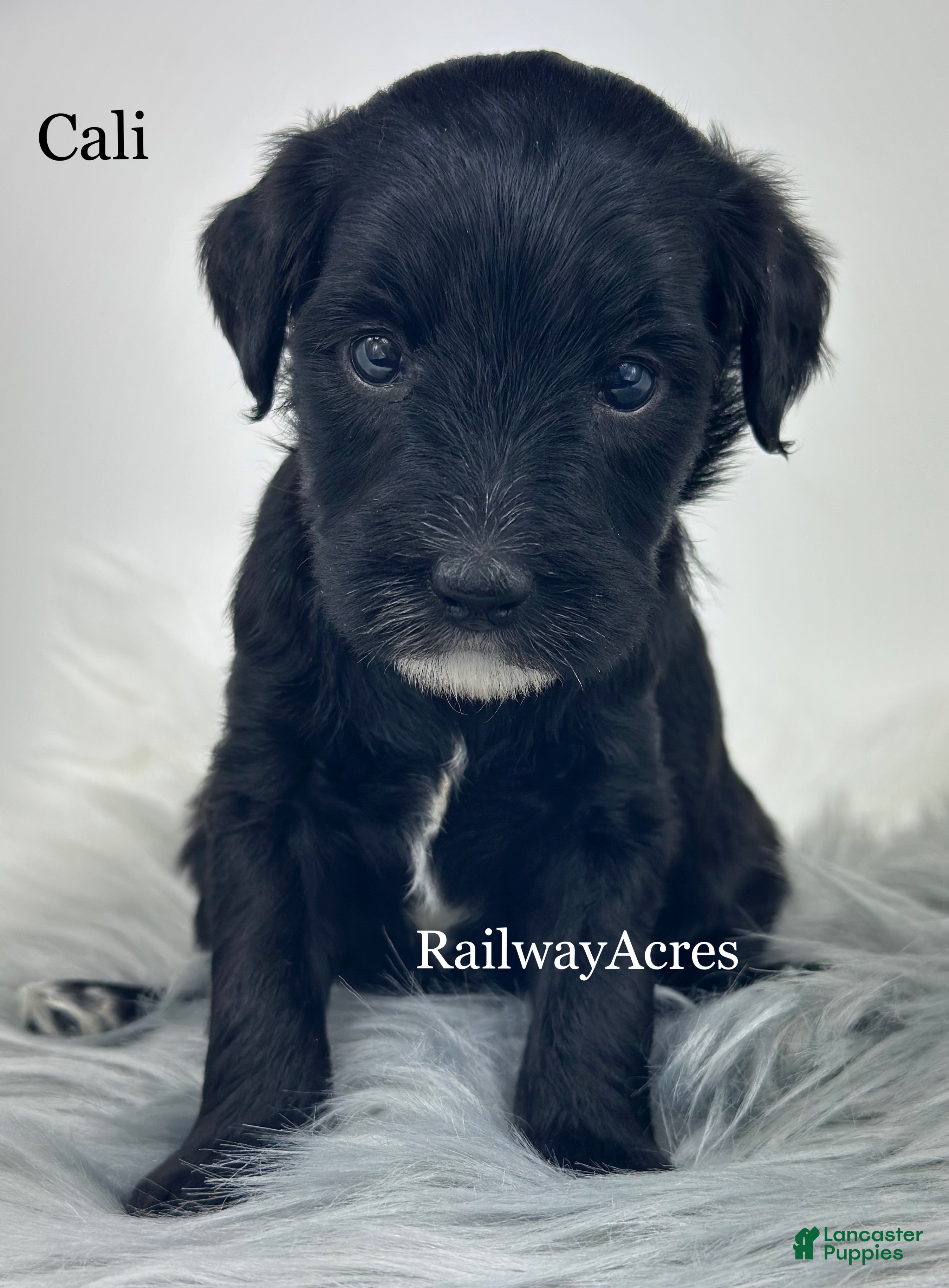 Mixed Breed dogs Cali - Ad 20