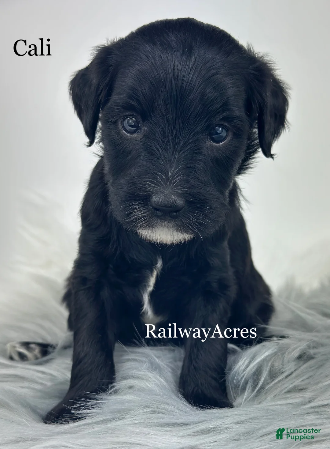 Mixed Breed dogs for sale: Cali - Ad 1