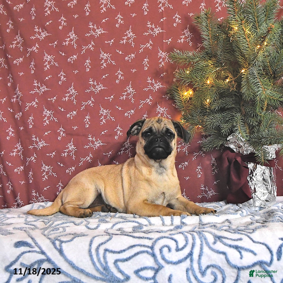 Pug dogs for sale: Goldie - Ad 3