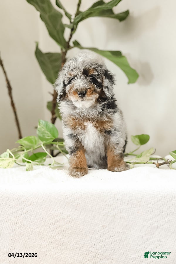 Miniature Poodle dogs Koa - Ad 2