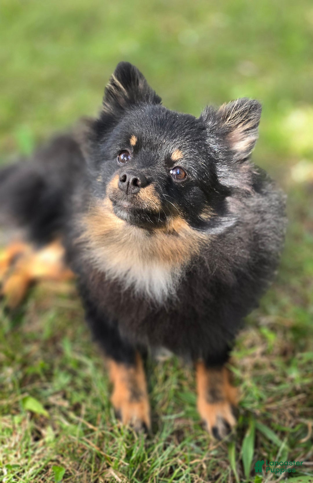 Pomeranian dogs for sale: Kora - Ad 6