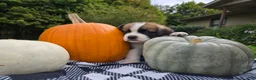 Saint Bernard dogs for sale: Buckeye - Ad 3